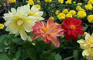 red, pink, and yellow petaled flowers at daytime HD wallpaper