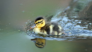 yellow and black duckling, nature, animals, birds, baby animals HD wallpaper