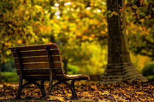 brown wooden bench, trees, fall, alone, bench HD wallpaper