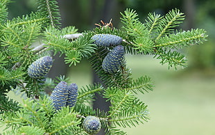 green leafed plant, plants, closeup