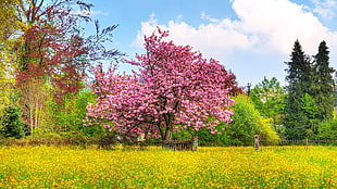 red and green trees painting, nature