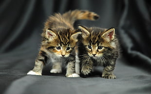 selective focus photography of two Dragon Li kittens HD wallpaper