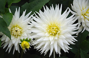 white petaled flower