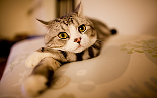 photo of short-fur white and gray cat