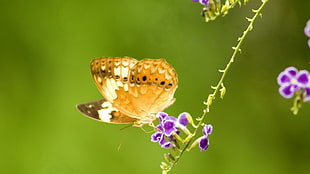 closed-up photo of brown butterfly on purple flower HD wallpaper