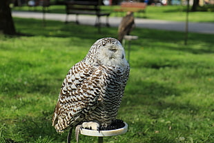 photo of barn owl near green grass during day time