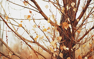 brown and black floral textile, nature, macro, trees, leaves