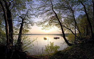 landscape photography of forest and body of water during sunset