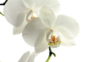 macro shot of white orchid HD wallpaper