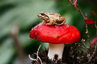 brown frog on red and white mushroom HD wallpaper