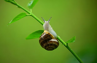 Brown and Gray Snail on Green Plant Branch HD wallpaper