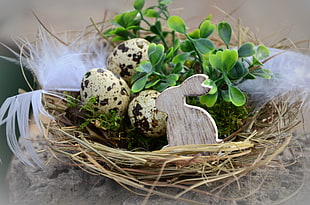 photo of unhatched three quail eggs on beige birds nest with green plant HD wallpaper