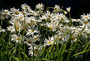 photo of bunch of white daisy flowers HD wallpaper