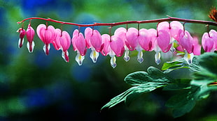 focus photo of pink flowers