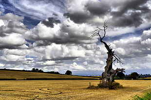 bare at the middle of deserted place