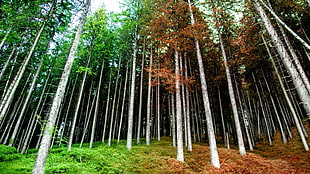 green and brown trees photo, forest, trees