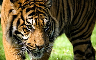 closeup photo of Tiger