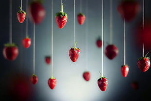 depth of field photography of hanged Strawberries HD wallpaper