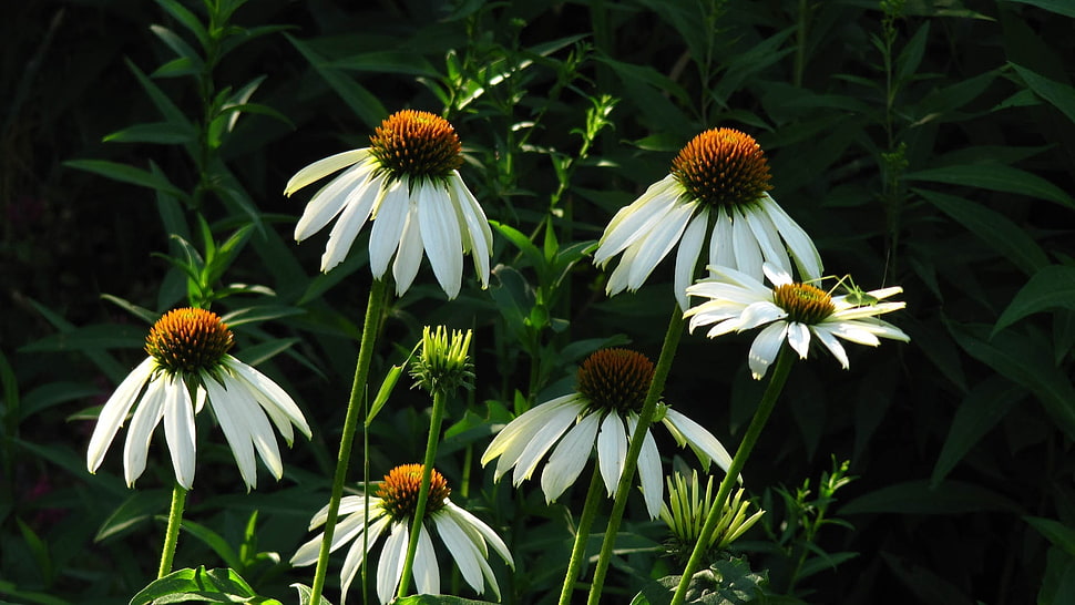 white-and-brown daisy flowers during daytime HD wallpaper