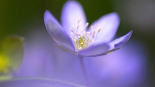 purple Anemone poppy closeup photo HD wallpaper
