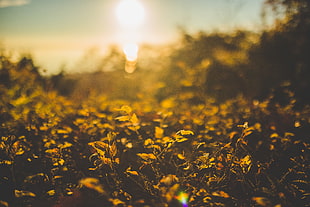 yellow flower field, nature, depth of field, plants, sand