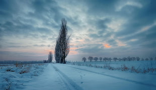 black bush, nature, winter, sky, landscape