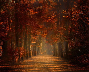 red leafed tree, nature, landscape, fall, trees