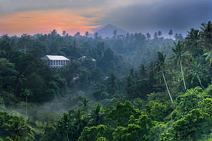 white building on dense forest digital wallpaper, nature, landscape, tropical forest, jungle HD wallpaper