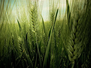 green wheat HD wallpaper