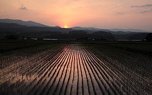 black and gray metal tool, sunset, rice paddy, field HD wallpaper