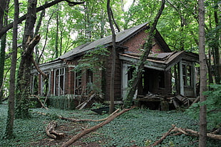 brown and white wooden house ruin, abandoned, forest HD wallpaper