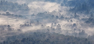 green misty forest, nature, photography, landscape, morning