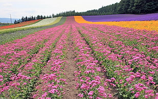 pink petaled flower field HD wallpaper
