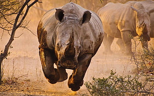 rhinoceros, animals, rhino, savannah, desert