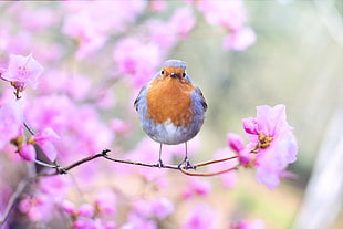 selective focus photography of brown and blue bird perching on pink petaled flower HD wallpaper