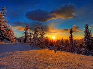 photo of pine trees on snowfield during golden hour HD wallpaper