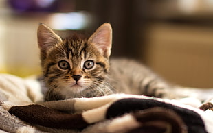 silver tabby kitten lying on couch