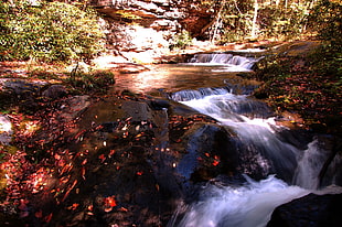 river in the forest during daytime, pittsburgh