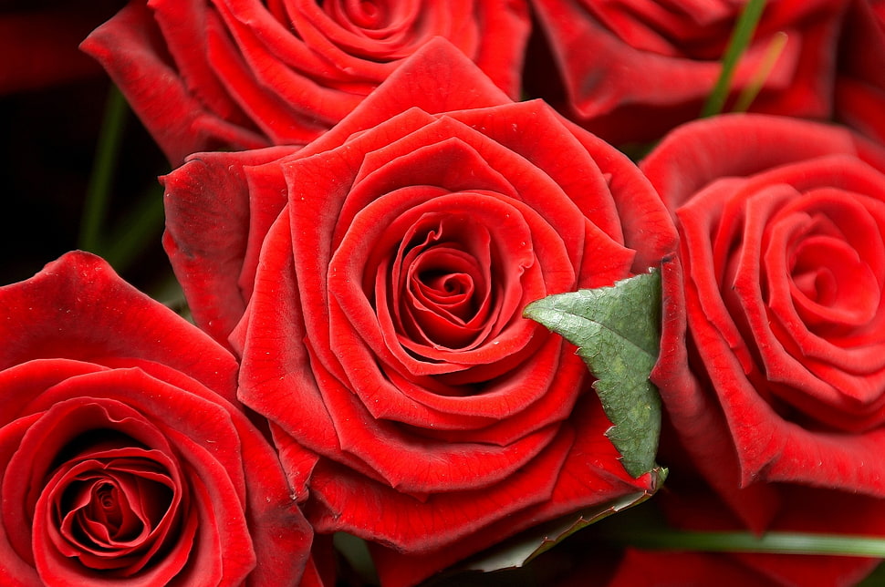 red roses HD wallpaper