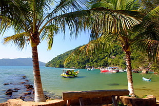 palm trees near a beach with boats HD wallpaper