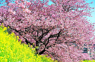 cherry blossom under blue sky during daylight HD wallpaper