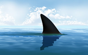 black shark fin, digital art, CGI, minimalism, nature HD wallpaper