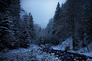 green trees with snows, landscape, forest