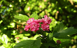 red flower plant photo