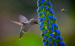 blue and white fish painting, humming bird, flowers, blue flowers, birds HD wallpaper