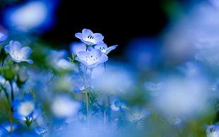 depth of field photography of blue-and-white petaled flower plants HD wallpaper