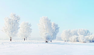 snowfield surface with trees during daytime HD wallpaper