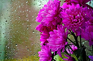purple Chrysanthemum flowers HD wallpaper