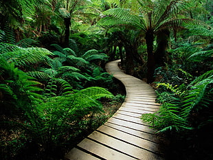 brown wooden dock in between forest HD wallpaper