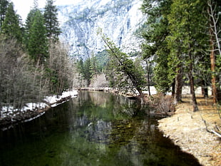 green leafed tree, landscape, California, Yosemite National Park